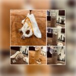 433214611 1552673005597379 1442066383846101680 n