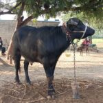 534424546 4276028089352566 3927997580498521308 n