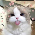 534426061 2424361304690024 4241259716102509220 n