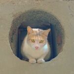 564769759 1923112901966212 4607684974897355197 n