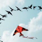 589225001 1196929998746662 2827606467827182020 n