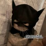 589225001 1400069731619621 8795847859368002608 n