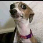 605435199 885415977337736 6277603359346833251 n