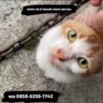 611636333 1187692149686108 6264877895310795857 n