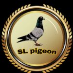 615891258 908514688379567 1332890405581525412 n